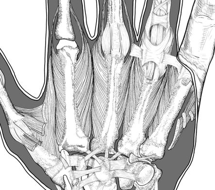 Deep Anatomy of the Hand