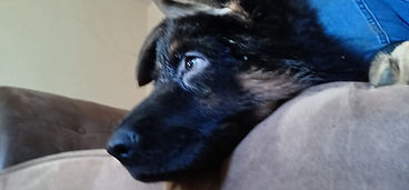 Riley.jpg