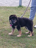 Riley Puppy Trainng 14th Feb 2025.jpg