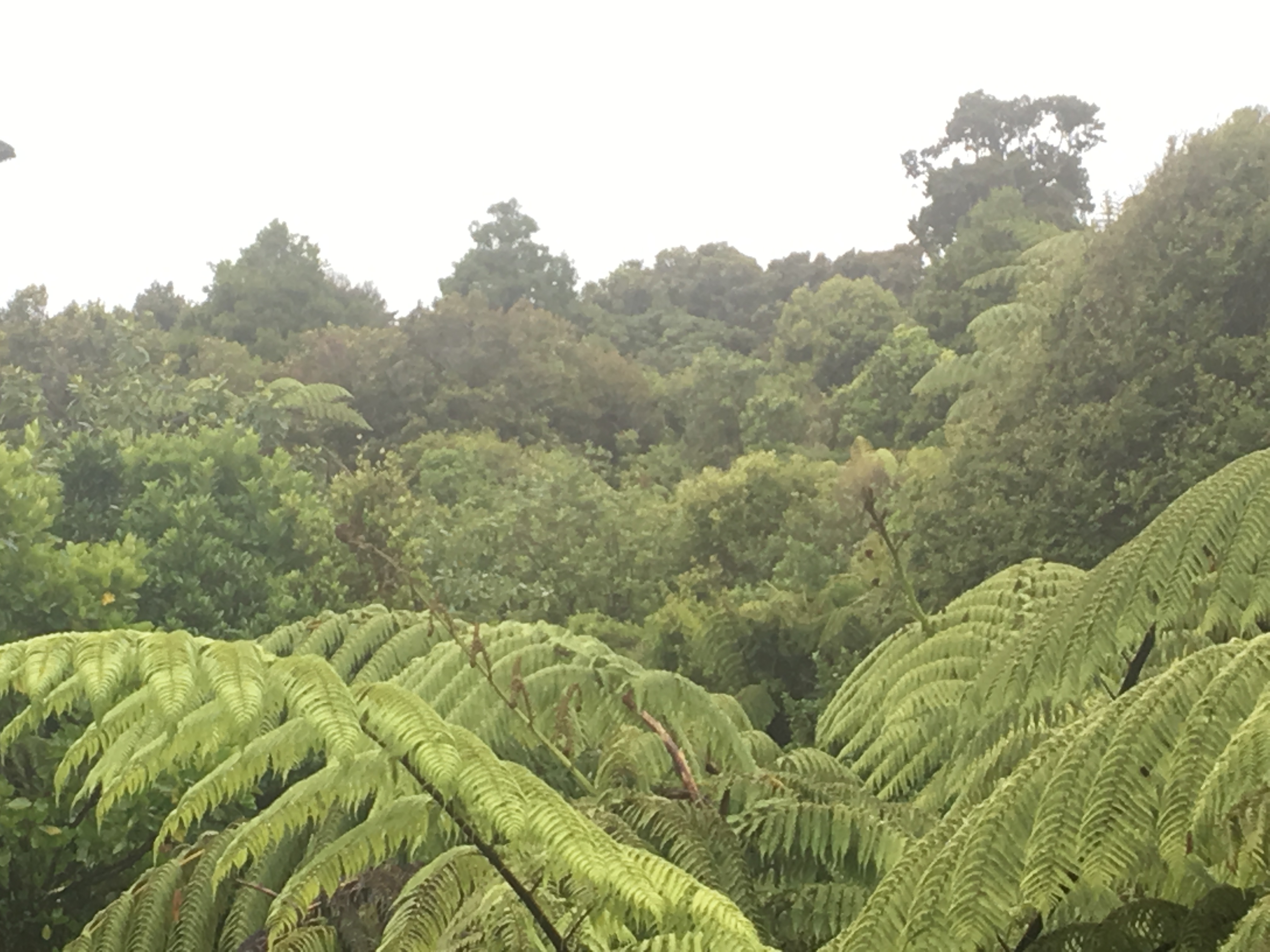 West Coast Rainforest
