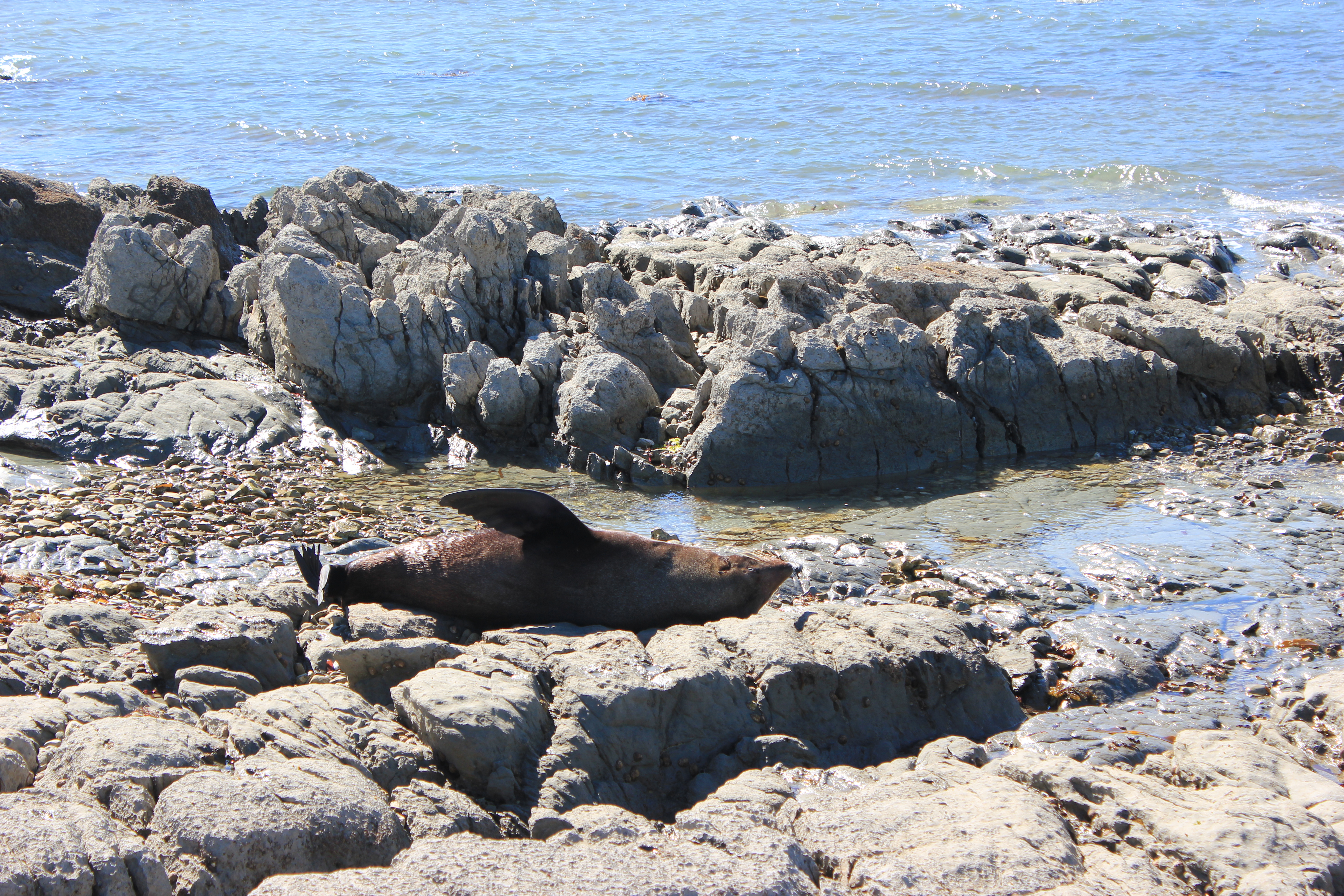 Sleeping Seal, Kaikoura