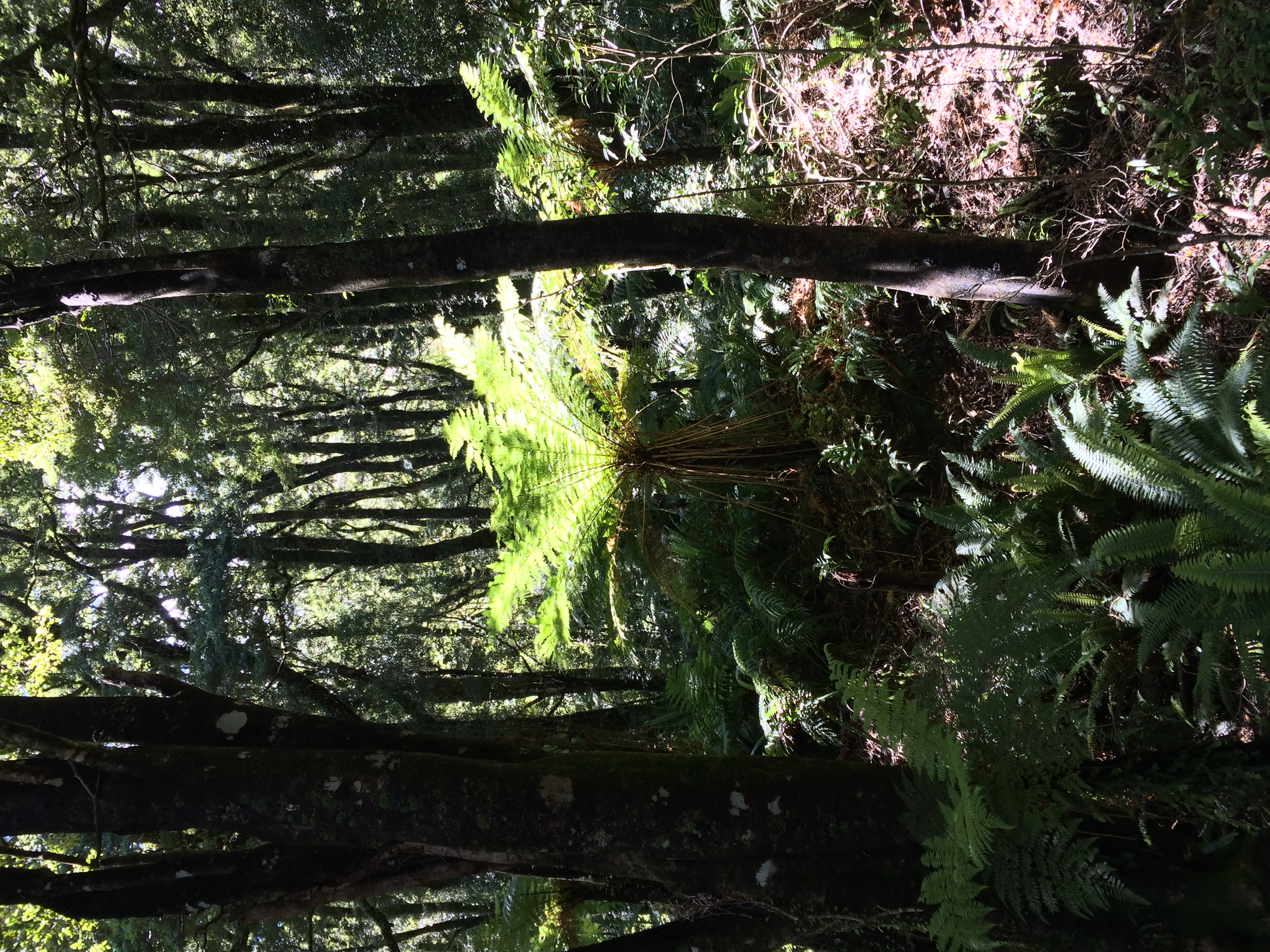 New Zealand fern