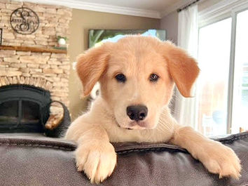 Golden Retriever puppy