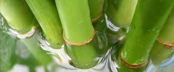 Bamboo