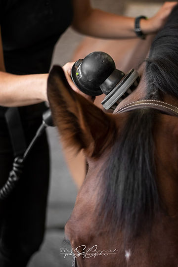Le cheval peut-il avoir mal à la tête ?