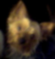 Picture008_6.jpeg