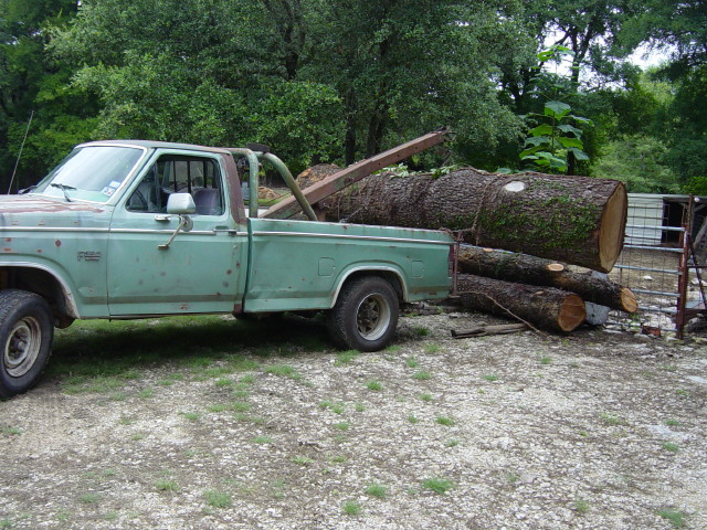 deodar cedar7730.jpg