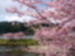 KAWADU　SAKURA