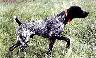 image778.gif