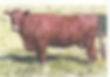 K26 cow