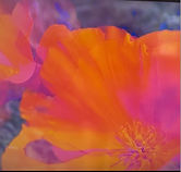 fig_image_6_43.jpeg