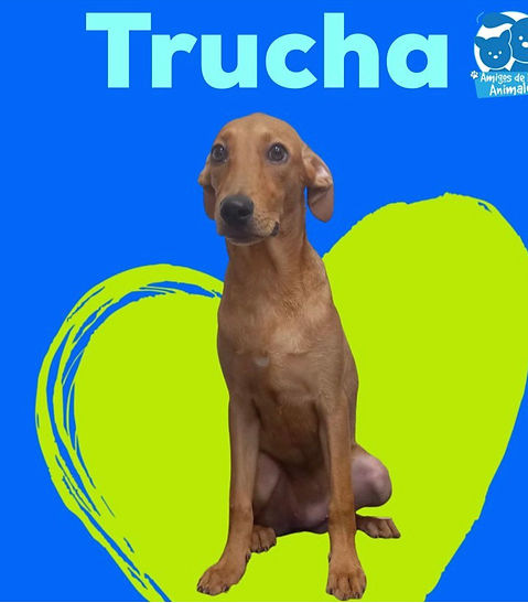 Perro