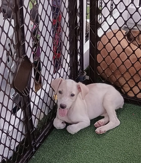 Perro