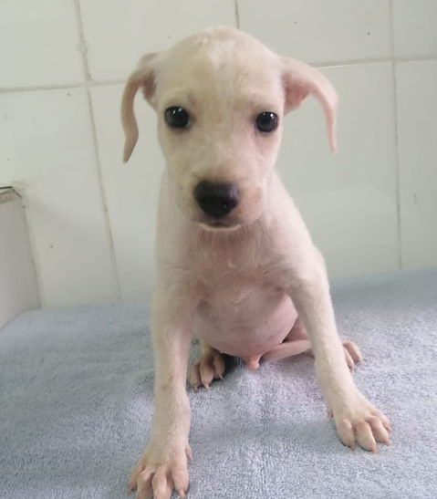 Perro
