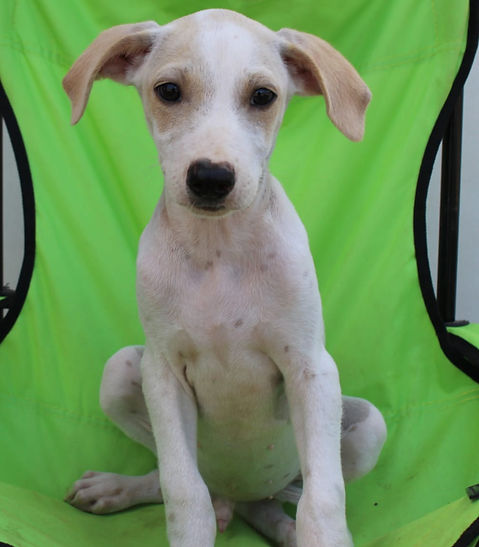 Perro
