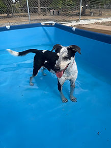 Perro