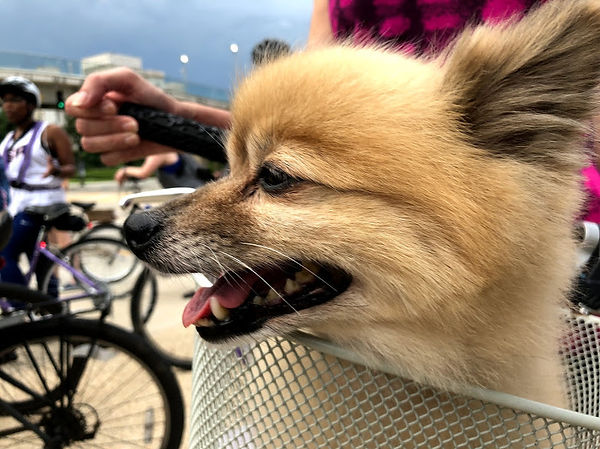 A small dog sitting in a basket attached to a bike. There are people on bikes in the background.