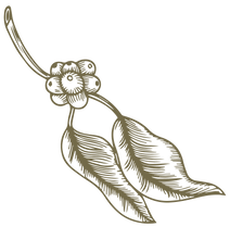 Pillcocaja_ilus_02_edited.png