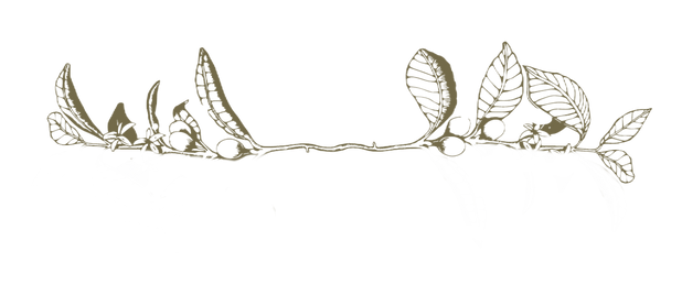 Pillcocaja_ilus_07_edited.png