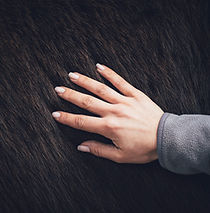 Emotionsbild: Das Fell vom Pferd Solin in Nahaufnahme mit der Hand von Michelle Schett streichelnd, zur Entspannung.