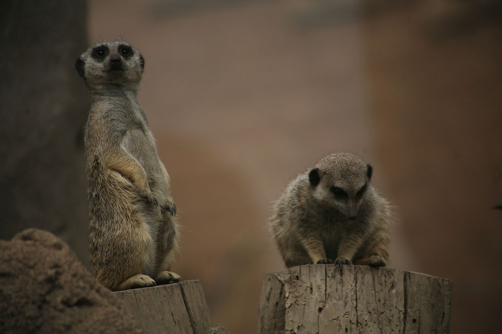 Thumbnail: Wildlife from Zoos
