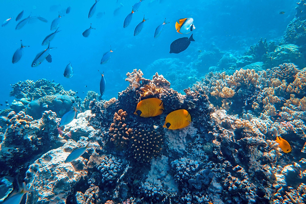 シュノーケル体験の様子