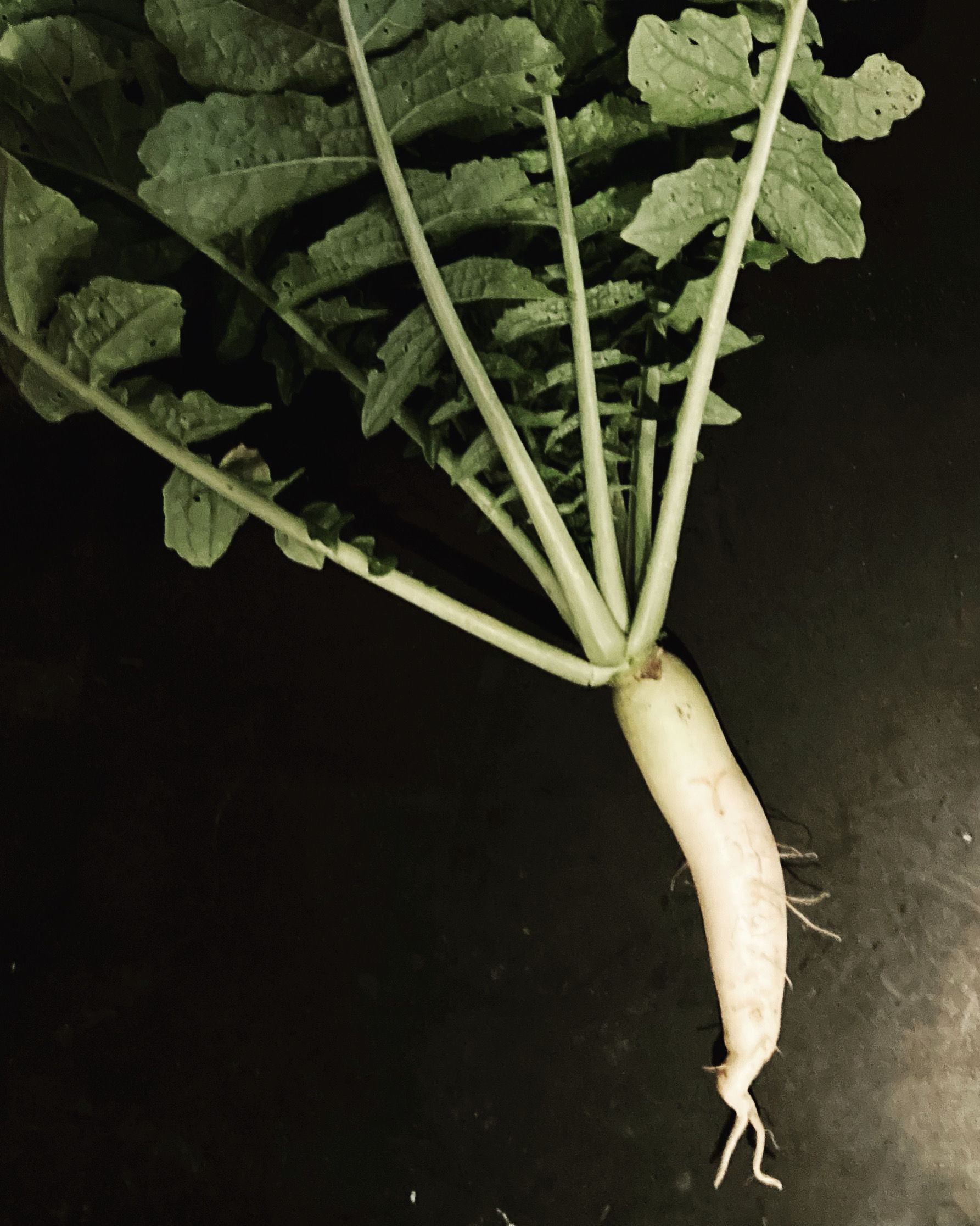 Daikon Radish