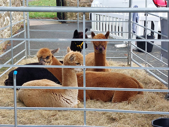 Alpacas at Event 2.jpg