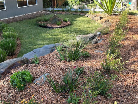 Native Garden on nature strip