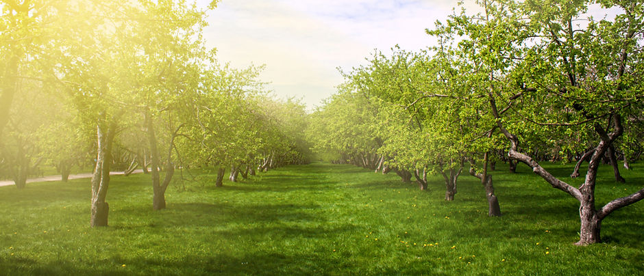 A peaceful, sun-dappled green orchard, evoking natural growth and calm.