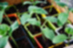 seedlings.jpg
