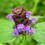 Thumbnail: Prunella Flower Essence