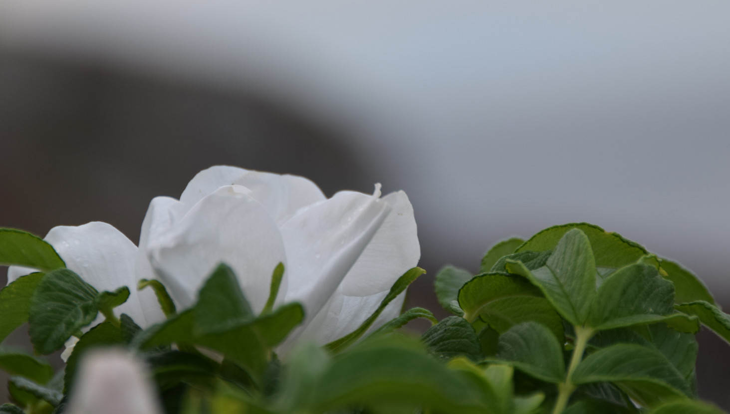 DSC_3794.JPG