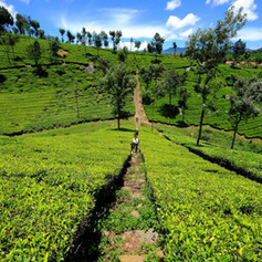 mountain-tea-feilds-web-1024x683-1.jpeg