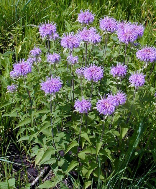 Monarda fistulosa (Lavendar Wild Bergamot or Beebalm) - 4" Pot