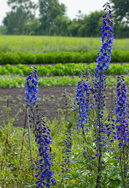 Thumbnail: Delphinium exaltatum (Tall Larkspur) - 4" Pot
