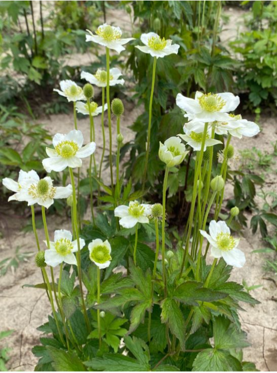 Anemone cylindrica (Thimbleweed) - 4" Pot