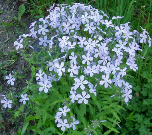 Phlox divaricata - Wild Blue Phlox - 4" Pot