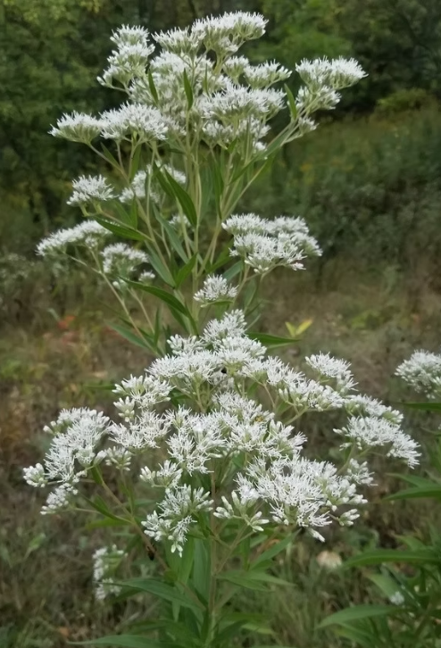 Thumbnail: Eupatorium altissimum (Tall Boneset) - 4" Pot