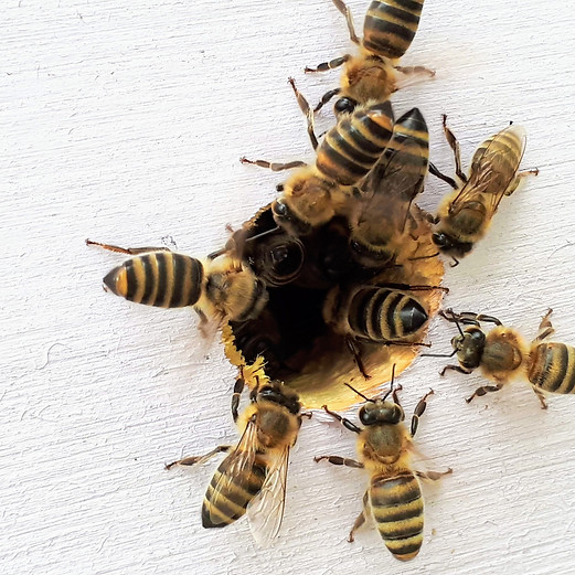bees collecting around a flower