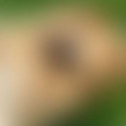 Atopic Dermatitis in Dogs