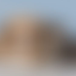 Puppy and Kitten Vaccination Schedule