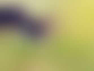 When Can My Puppy Go Outside After Vaccinations?