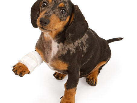 How to Bandage a Pet Wound - First AID