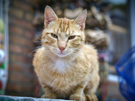 Hyperthyroidism in Cats