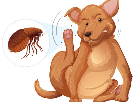 Effective Strategies for Flea Control in Dogs and Cats