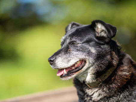 Understanding Behaviour Changes in Senior Dogs and How to Address Them