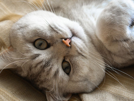 Vaccinations in Cats