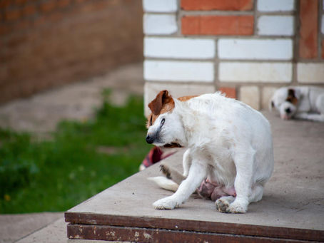 Flea Control for Dogs