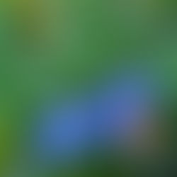 Bee Stings and Insect Bites in Dogs and Cats - First AID